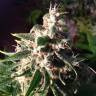 Auto Think Different feminised Dutch Passion Seeds Auto Think Different feminised Dutch Passion Seeds