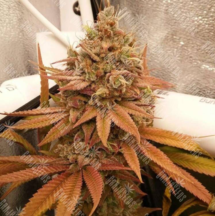 купить элитные семена конопли Californian Orange regular