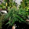  семена конопли интернет магазин  Californian Orange regular
