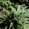 семена конопли в России  Californian Orange regular