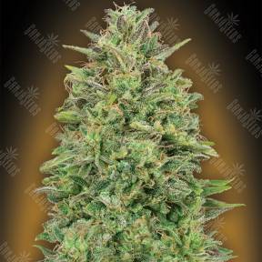 00 Skunk feminised 00 Seeds