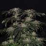 семена конопли элитных сортов Bubba's Gift feminised Humboldt Seeds