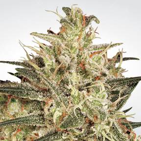Atomical Haze feminised Paradise Seeds