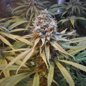 Amnesia Gold feminised Pyramid Seeds