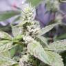 семена индийской конопли Fat Banana feminised Royal Queen