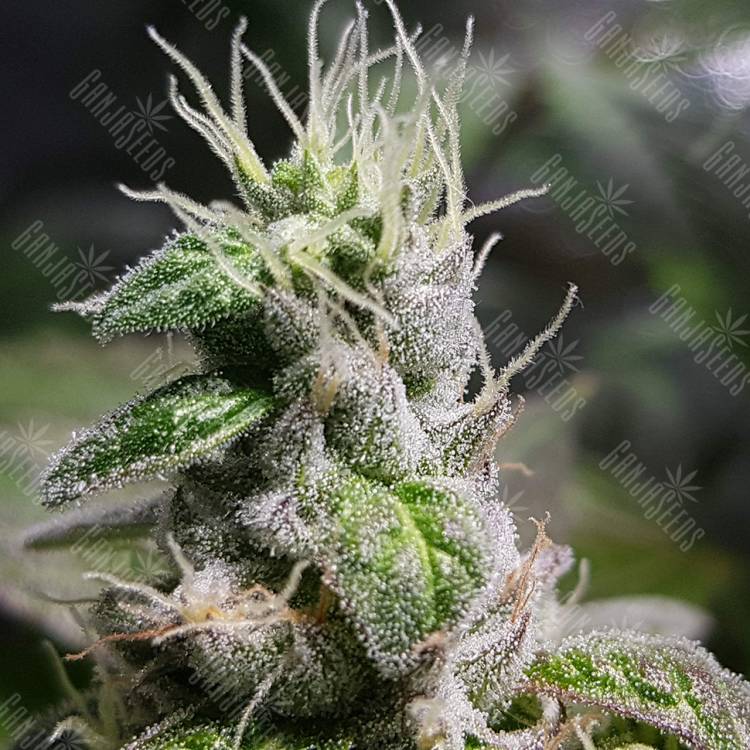 семена конопли курьером Fat Banana feminised Royal Queen