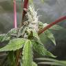 семена конопли Россия Fat Banana feminised Royal Queen