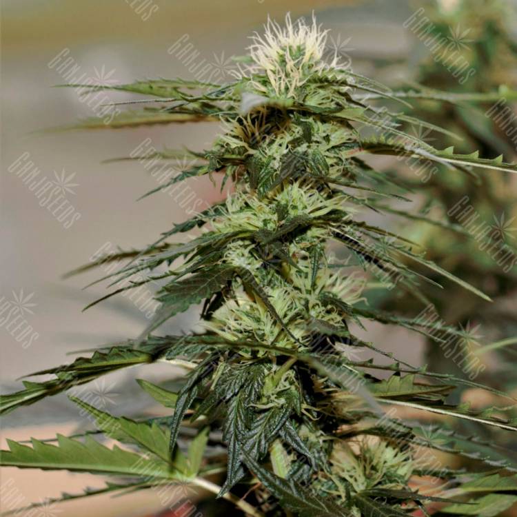 Семена марихуаны Auto Daiquiri Lime feminised Ganja Seeds