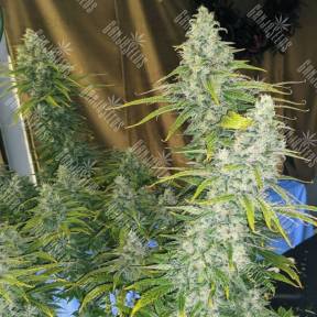 Eleven Roses feminised Ganja Seeds Fast Version