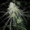 Eleven Roses femкупить феминизированные семена конопли