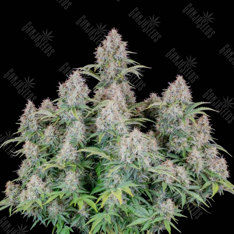 Семена  Auto Cinderella feminised Ganja Seeds