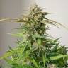 Купить семена конопли  Auto Cinderella feminised Ganja Seeds