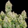 Купить семена конопли  Auto Cinderella feminised Ganja Seeds в Украине