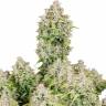 Заказать семена конопли  Auto Cinderella feminised Ganja Seeds в Украине