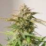Семена  Auto Cinderella feminised Ganja Seeds недорого