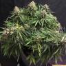 Семена  Auto Cinderella feminised Ganja Seeds с доставкой