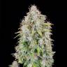 Семена  Auto Cinderella feminised Ganja Seeds с доставкой по Украине