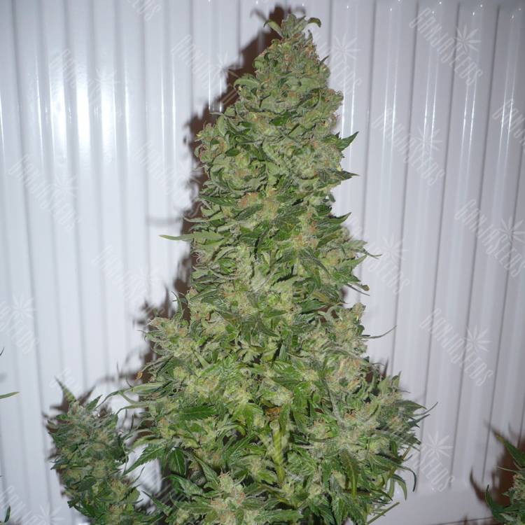 заказ семян конопли Спб AK 47 regular Ganja Seeds