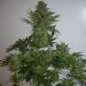 семена конопли для посадки купить AK 47 regular Ganja Seeds