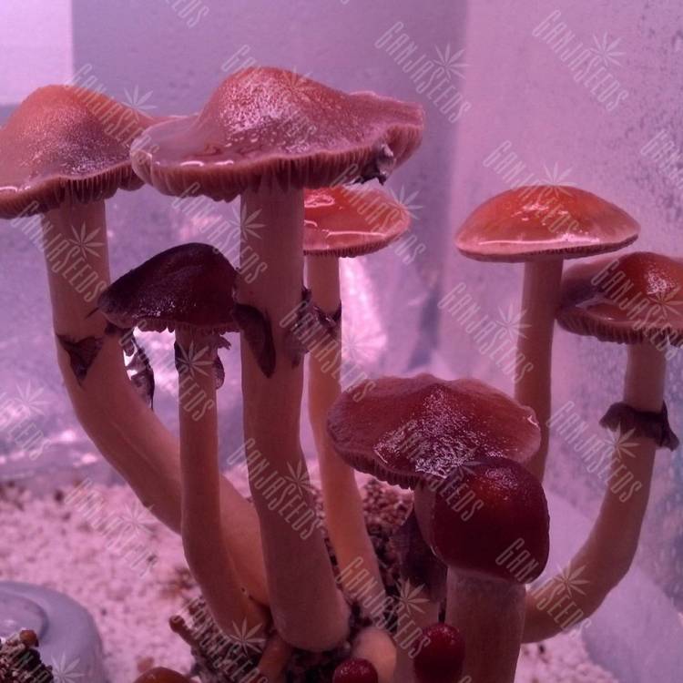 отпечатки псилоцибиновых грибов Nepal отпечатки псилоцибиновых грибов Nepal