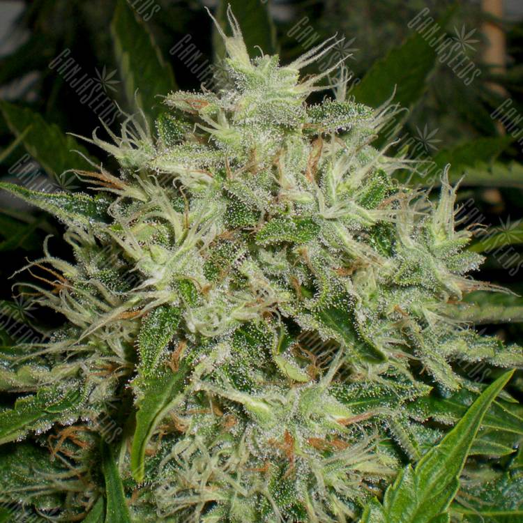 семена конопли аутдор The Doctor feminised Green House Seeds