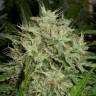 семена конопли аутдор The Doctor feminised Green House Seeds