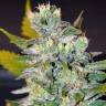 AK 47 x Black Domina feminised Breeders Community Seeds