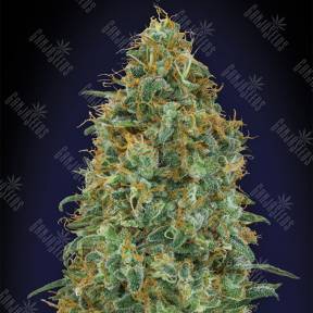 Blueberry feminised 00 Seeds