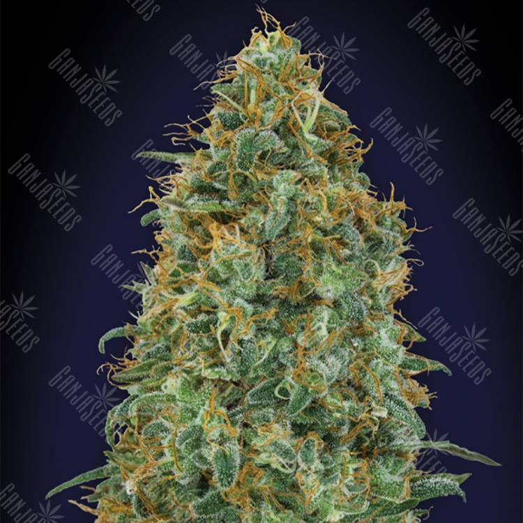 семена конопли индика Blueberry feminised 00 Seeds