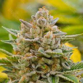 Top Dawg feminised Barneys Farm