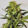 семена конопли для курения Spicy Bitch feminised Exotic Seed