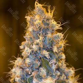 Blue Fire feminised Humboldt Seeds