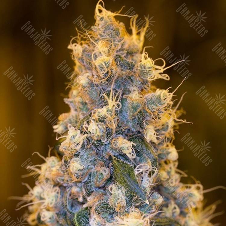 семена конопли с доставкой Blue Fire feminised Humboldt Seeds семена конопли с доставкой Blue Fire feminised Humboldt Seeds