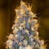 семена конопли с доставкой Blue Fire feminised Humboldt Seeds семена конопли с доставкой Blue Fire feminised Humboldt Seeds