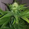 качественные семена конопли Belladonna feminised Paradise Seeds