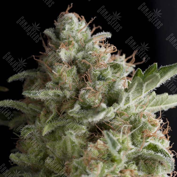 семена конопли элитных сортов American Pie feminised Pyramid Seeds