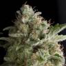 семена конопли элитных сортов American Pie feminised Pyramid Seeds