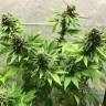 семена конопли в интернете American Pie feminised Pyramid Seeds