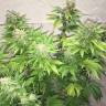 семена конопли дешево купить American Pie feminised Pyramid Seeds