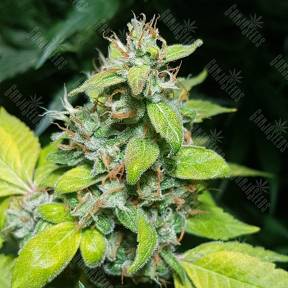 Green Gelato feminised Royal Queen