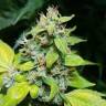 семена конопли в России Green Gelato feminised Royal Queen