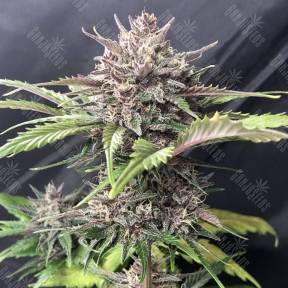 Auto Fast Bud #2 feminised Ganja Seeds