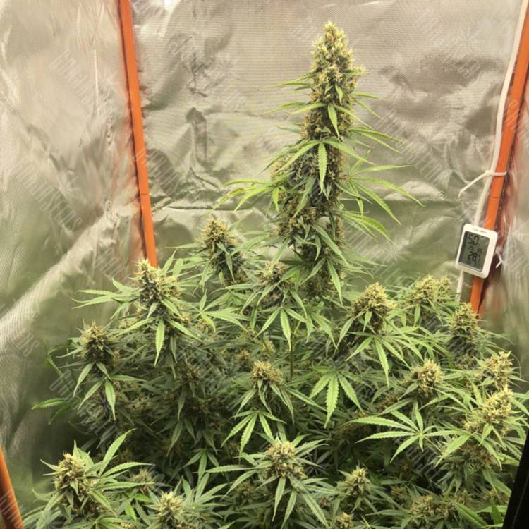 Семена Auto Lemon Kix feminised Ganja Seeds Семена Auto Lemon Kix feminised Ganja Seeds