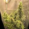Семена конопли Auto Lemon Kix feminised Ganja Seeds Семена конопли Auto Lemon Kix feminised Ganja Seeds