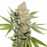 Качественные семена конопли Auto Lemon Kix feminised Ganja Seeds Качественные семена конопли Auto Lemon Kix feminised Ganja Seeds