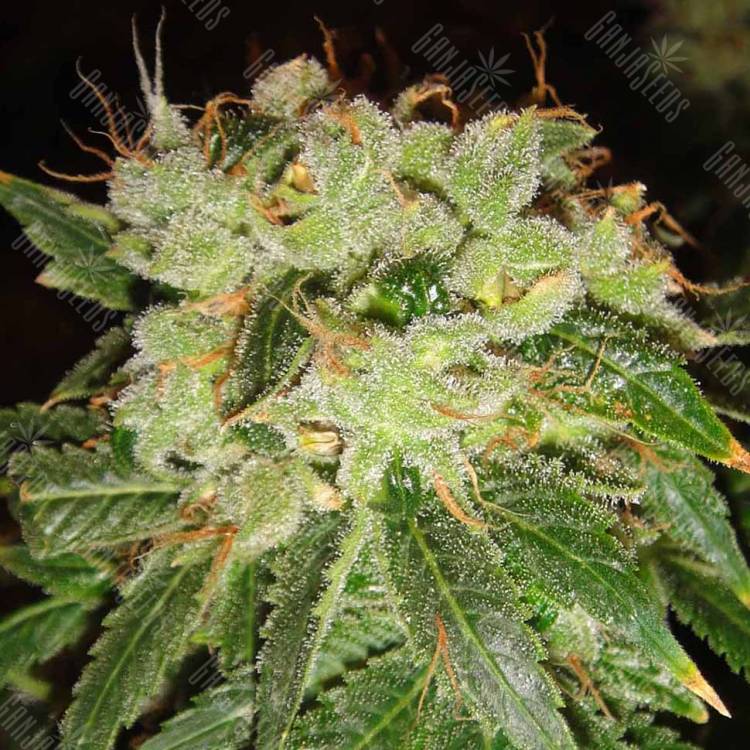 Brainstorm feminised Dutch Passion Seeds