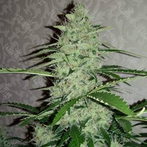 Auto Nefertiti regular Ganja Seeds