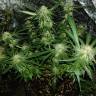 семена конопли элитных сортов Triple Cheese feminised Barneys Farm