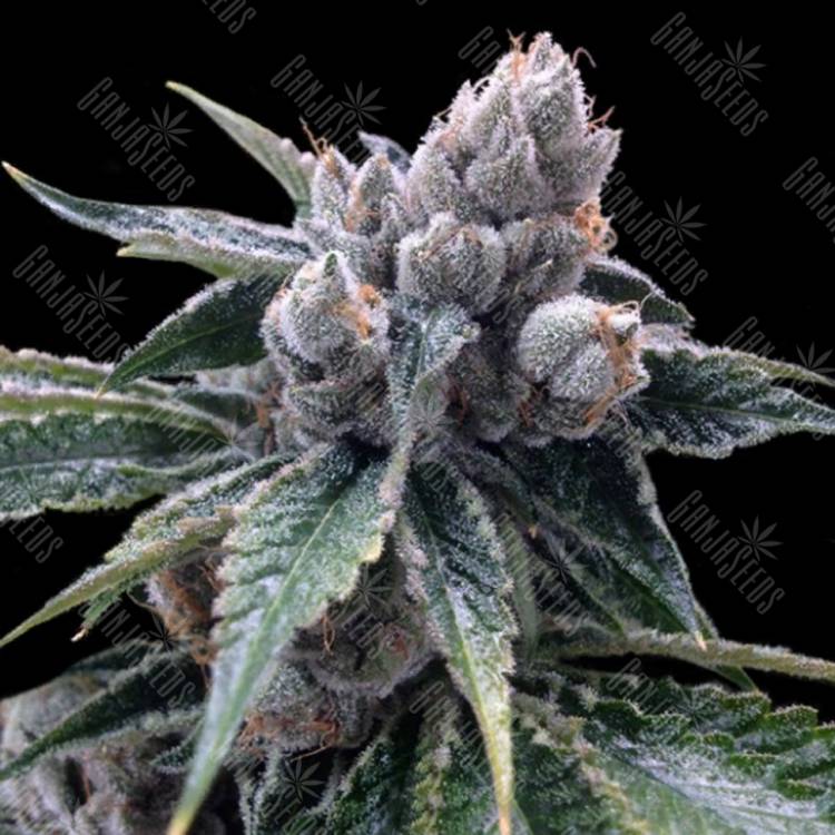 заказ семян конопли Спб White Walker Kush feminised DNA Genetics