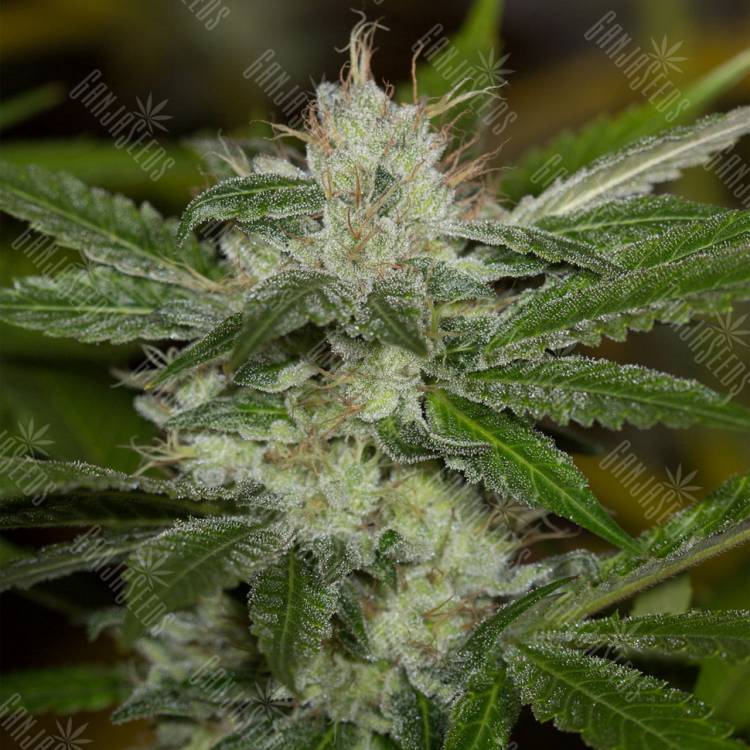 семена конопли интернет магазин Chemdawg feminised Humboldt Seeds